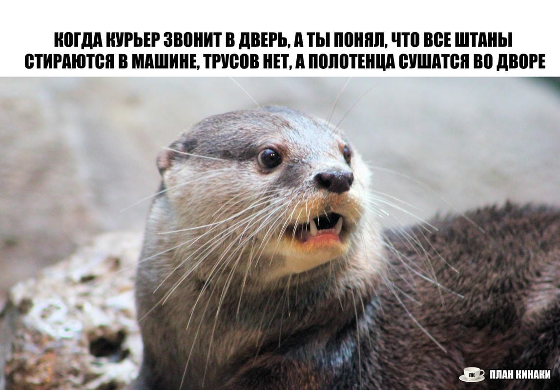 План Кинаки - мемы про выдр и других животных