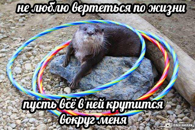 План Кинаки - мемы про выдр и других животных