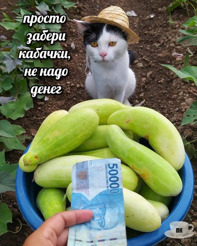 План Кинаки - мемы про выдр и других животных