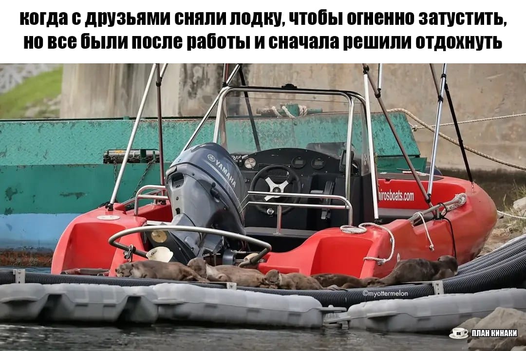 План Кинаки - мемы про выдр и других животных