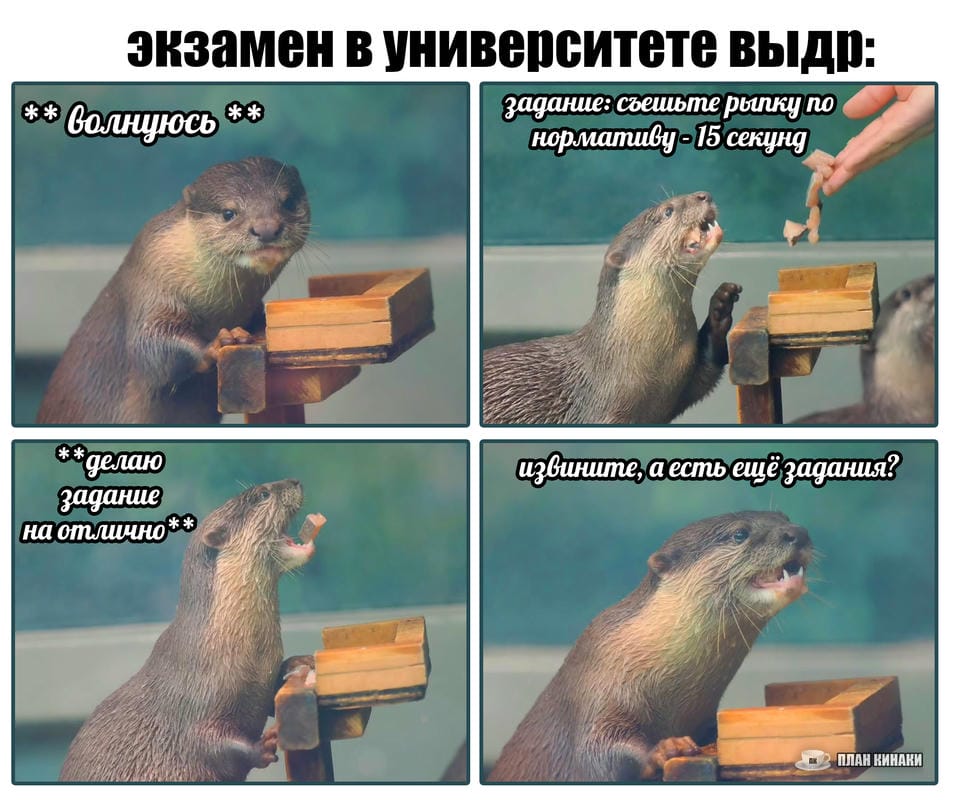 План Кинаки - мемы про выдр и других животных