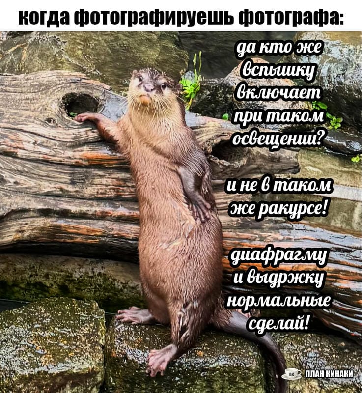План Кинаки - мемы про выдр и других животных