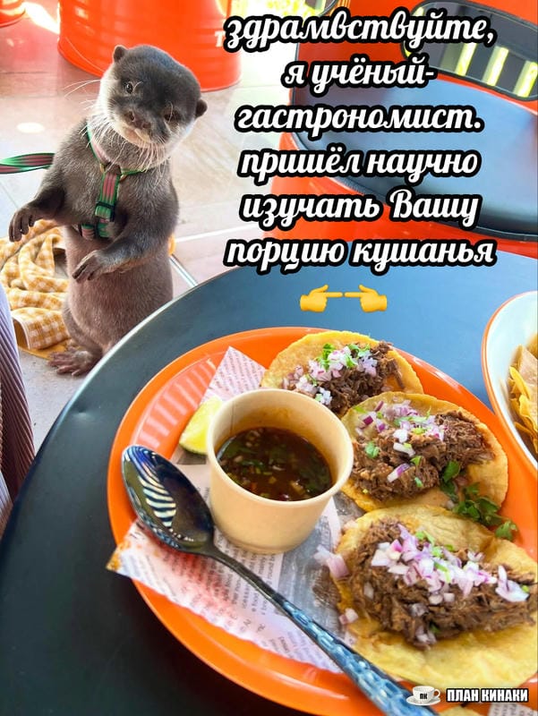 План Кинаки - мемы про выдр и других животных