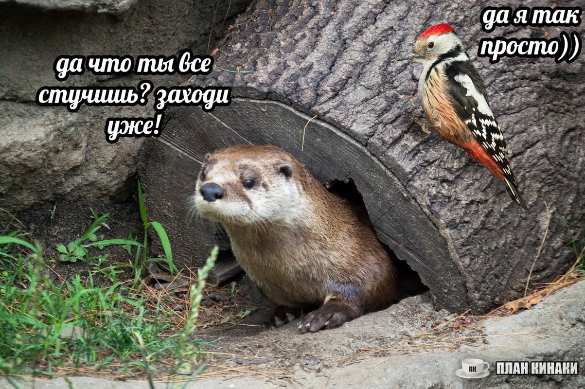 План Кинаки - мемы про выдр и других животных