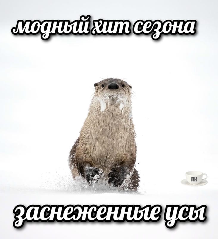 План Кинаки - мемы про выдр и других животных