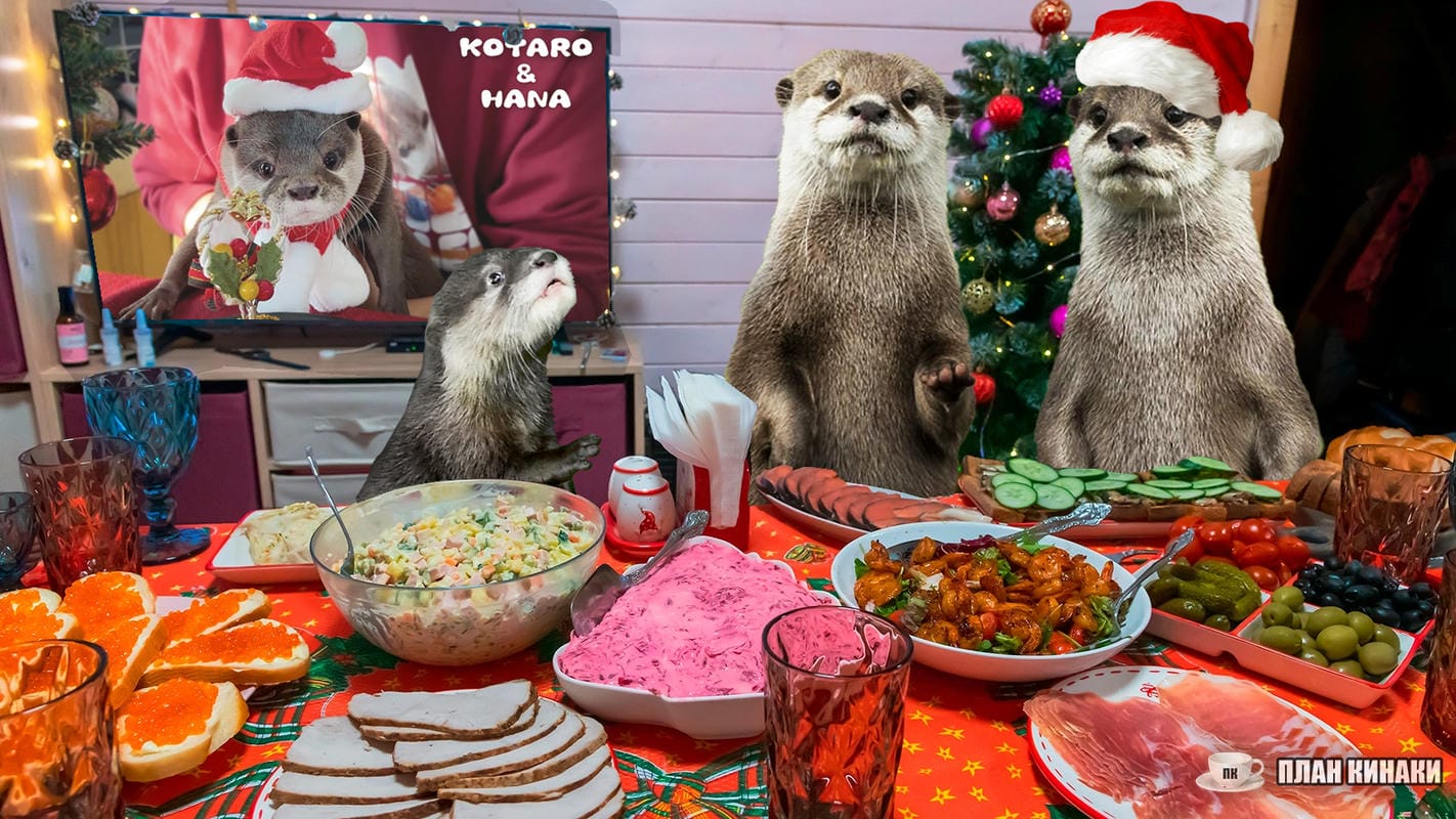 План Кинаки - мемы про выдр и других животных