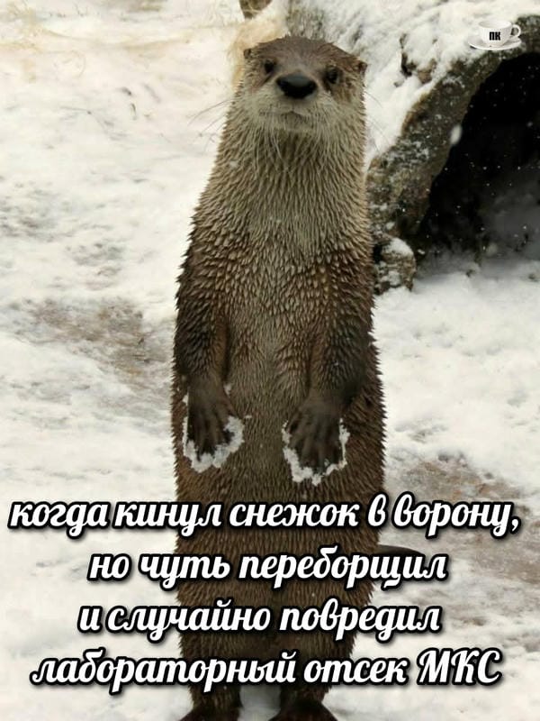 План Кинаки - мемы про выдр и других животных